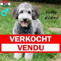Mini Aussiedoodle Dobby 280225 M(HU1224) 170825 Verkocht - Vendu.jpg