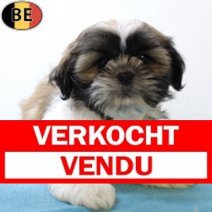 Shih Tzu 290525 M(BE6708) 030825 Verkocht - Vendu.jpg