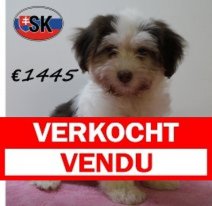 Havanezer 310325 F (SK6025) 290725. Verkocht - Vendu.jpg
