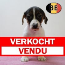 Jack Russell 25062025 F (BE6864) 20082025 Verkocht - Vendu.jpg