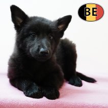 Groenendael 21062025 F (BE6392) 23082025.JPG