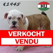 Engelse Bulldog 050425 F (HU3226) 300725 Verkocht - Vendu.jpg