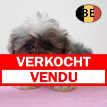 Shih Tzu 020625 F (BE7007) 130825 verkocht - vendu.jpg