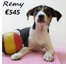 Belgische Fox Remy F 150425 (BE6639) 110625.jpg