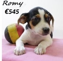 Belgische Fox Romy F 180425 (BE6691) 110625.jpg