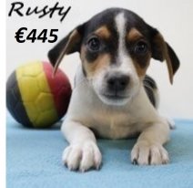 Belgische Fox Rusty M 180425 (BE6608) 110625.jpg