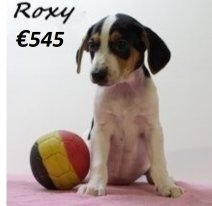 Belgische Roxy Fox F 180425 (BE6682) 110625.jpg