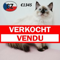Ragdoll 120325 F (CZ2431) 230725 verkocht - vendu.jpg