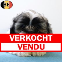 Shih Tzu 290525 M(BE6745) 030825 verkocht - vendu.jpg
