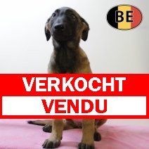 Mechelse Herder 05062025 F (BE7015) 20082025 verkocht - vendu.jpg