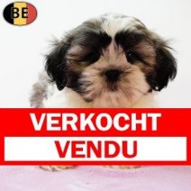 Shih Tzu 110525 F(BE6796) 110725 Verkocht - Vendu.jpg