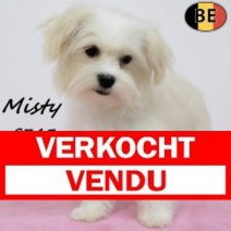 Havanezer Misty 260225 F(BE2152) 160725 Verkocht - Vendu.jpg