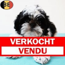 Shih Tzu 080525 M(BE6912) 250725 Verkocht - Vendu.jpg