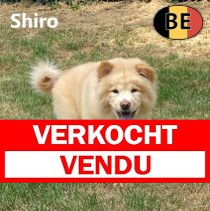 Chow Chow 010525 M (BE5162) 260825 Verkocht - Vendu.jpg