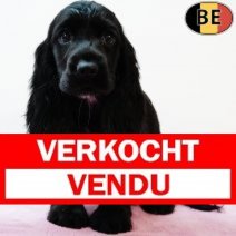 Engelse Cocker 110625 F(BE2740) 140825 Verkocht - Vendu.jpg