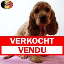 Engelse Cocker 110625 F(BE5053) 140825 Verkocht - Vendu.jpg