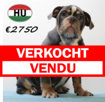Engelse Bulldog 040425 M (HU3219) 300725.verkocht.png