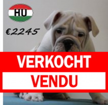 Engelse Bulldog 040425 M (HU3212) 300725.verkocht.png