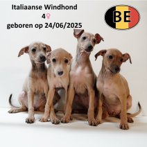 Italiaanse Windhond 24062025 - 28082025.JPG