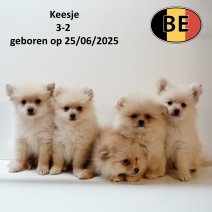 Keesje 25062025 - 28082025.JPG
