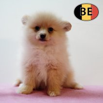 Keesje 25062025 F (BE4651) 28082025.JPG