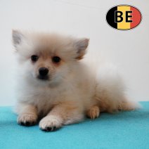 Keesje 25062025 M (BE5168) 28082025.JPG