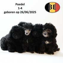 Poedel 26062025 - 28082025.JPG