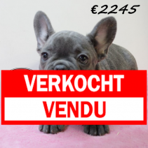 Franse Bulldog 140425 F (HU3287) 300725.verkocht.png