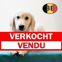 Golden Retriever 04062025 M (BE7459) 21082025 verkocht - vendu.jpg