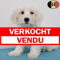 Maltezer 230525 M(BE7032) 030825 verkocht - vendu.jpg