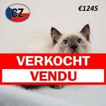 Ragdoll 190325 M (CZ2434) 230725 verkocht - vendu.jpg