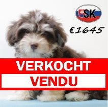 Havanezer 310325 M (SK6026) 290725 verkocht - vendu.jpg