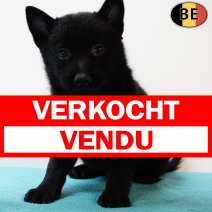 Schipperke 150525 M(BE6618) 110725 verkocht - vendu.jpg