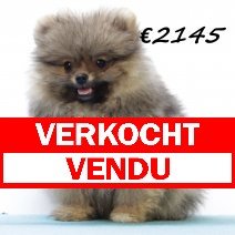 Pomeriaan M 030325 (HU1267) 250625 verkocht - vendu.jpg