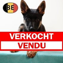 Duitse Herder 09062025 M (BE2463) 21082025 verkocht - vendu.jpg