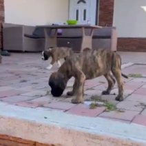 Boxer pups (HU) beschikbaar eind sept - begin okt 2025 (2).jpg