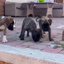 Boxer pups (HU) beschikbaar eind sept - begin okt 2025.jpg