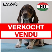 Teckel 060425 M (HU3265) 300725 verkocht - vendu.jpg