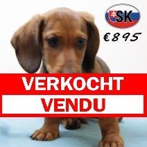 Teckel 280325 M (SK6511) 290725 verkocht - vendu.jpg
