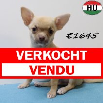 Chihuahua 040425 M (HU3292) 300725 verkocht - vendu.jpg