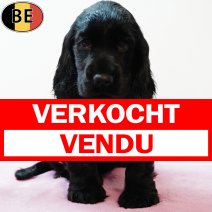 Engelse Cocker 110625 F(BE5089) 140825 verkocht - vendu.jpg