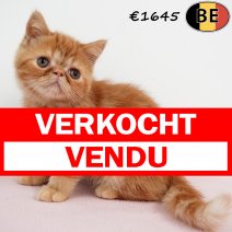 Exotic Shorthair 010525 F(BE6983) 250725 verkocht - vendu.jpg