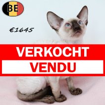 Cornish Rex 020525 F(BE6975) 160825 verkocht - vendu.jpg