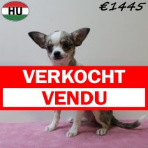 Chihuahua 040425 F (HU3289) 300725 verkocht - vendu.jpg