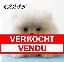 Pomeriaan M 020325 (HU1239) 250625 verkocht - vendu.jpg