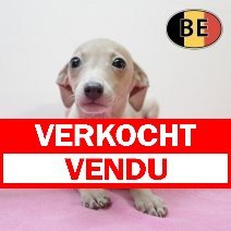 Italiaanse Windhond 24062025 F (BE5058) 28082025 verkocht - vendu.jpg