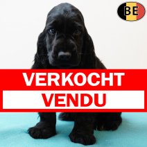 Engelse Cocker 110625 M(BE5138) 140825 verkocht - vendu.jpg