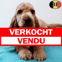 Engelse Cocker 110625 M(BE4452) 140825 verkocht - vendu.jpg