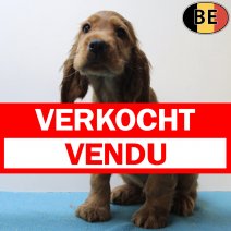 Engelse Cocker 050625 M(BE1451) 080825 verkocht - vendu.jpg