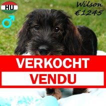 Teckel Ruwhaar Wilson 030325 M(HU1282) 190725 verkocht - vendu.jpg